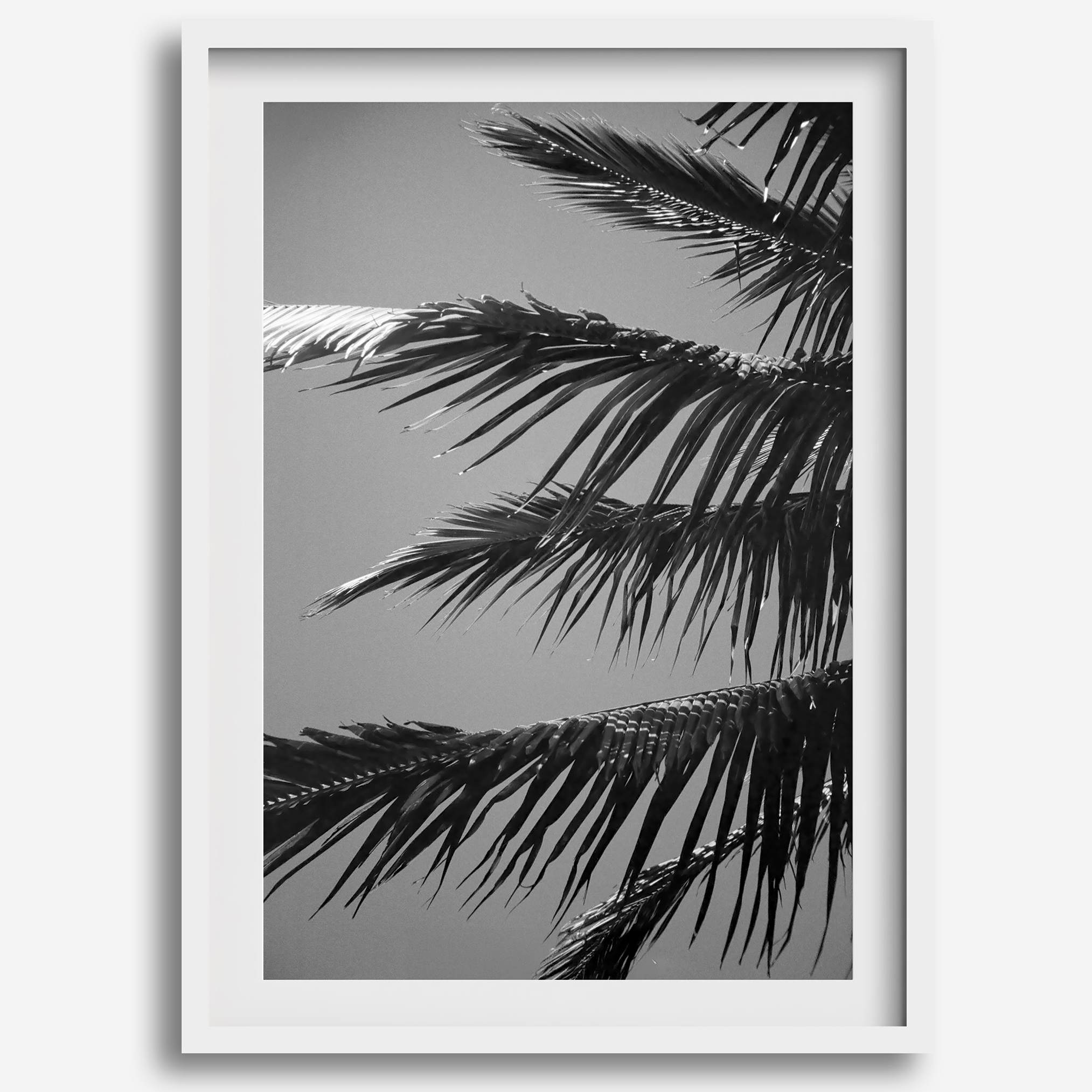 Black and white palm leaf wall art from Big Island Hawaii for modern coastal beach house wall art decor.