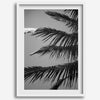 Black and white palm leaf wall art from Big Island Hawaii for modern coastal beach house wall art decor.