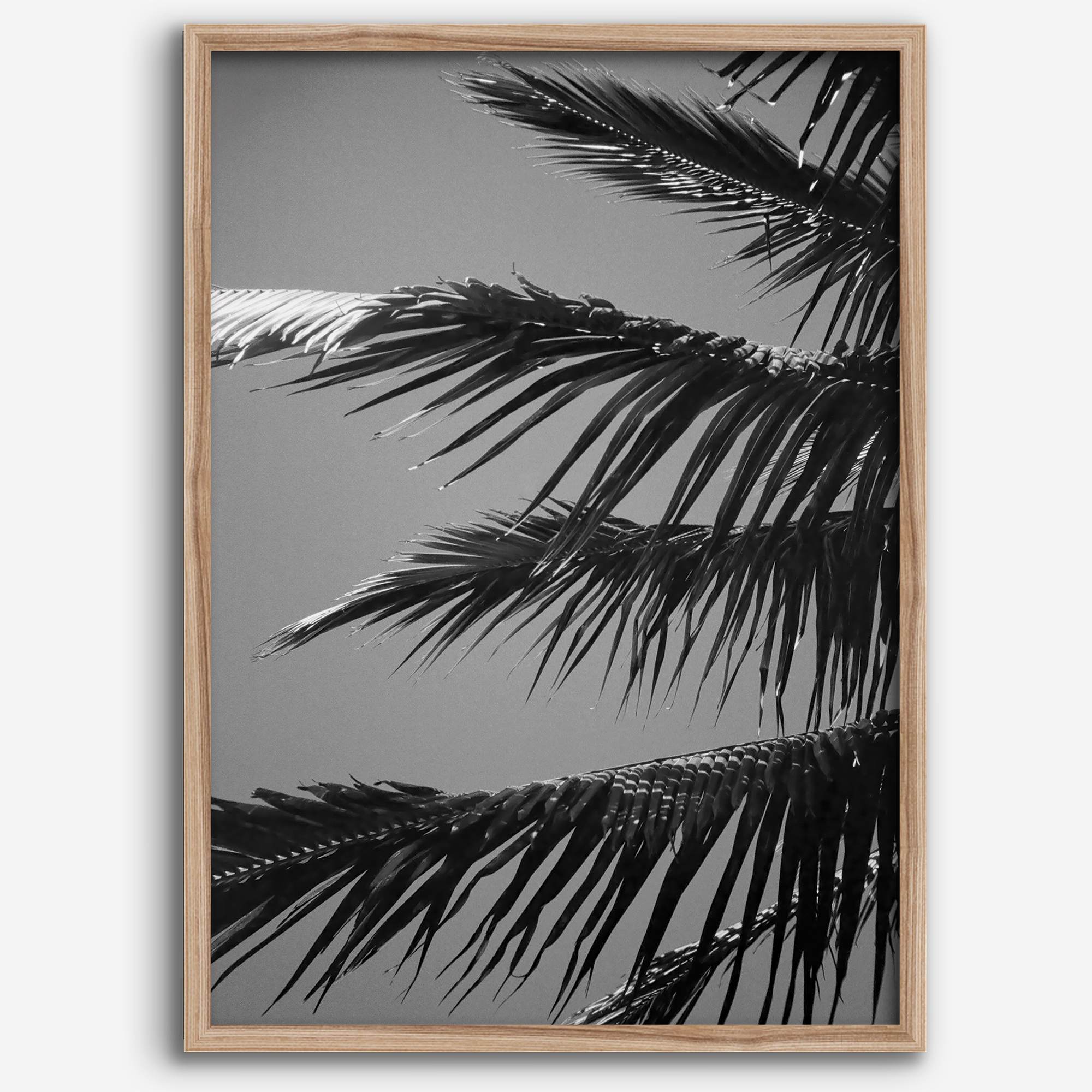 Black and white palm leaf wall art from Big Island Hawaii for modern coastal beach house wall art decor.