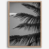 Black and white palm leaf wall art from Big Island Hawaii for modern coastal beach house wall art decor.