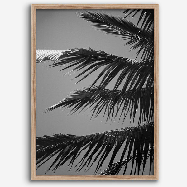 Black and white palm leaf wall art from Big Island Hawaii for modern coastal beach house wall art decor.