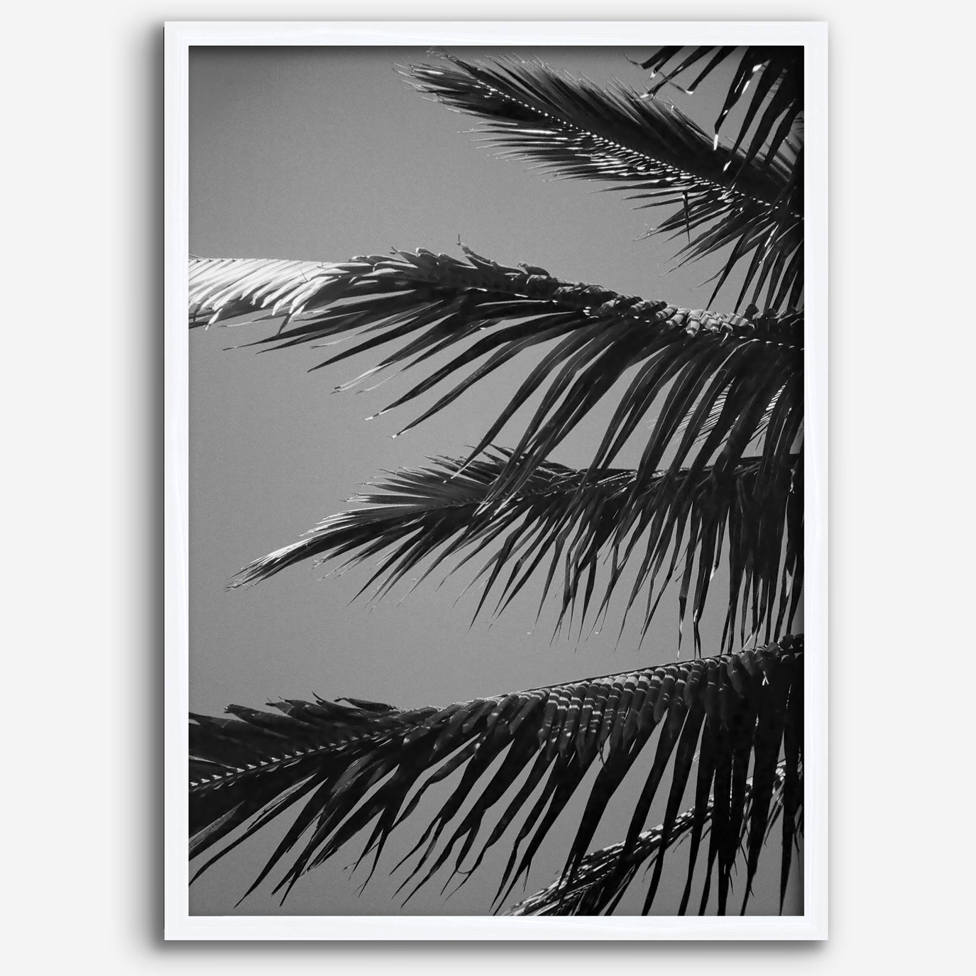 Black and white palm leaf wall art from Big Island Hawaii for modern coastal beach house wall art decor.