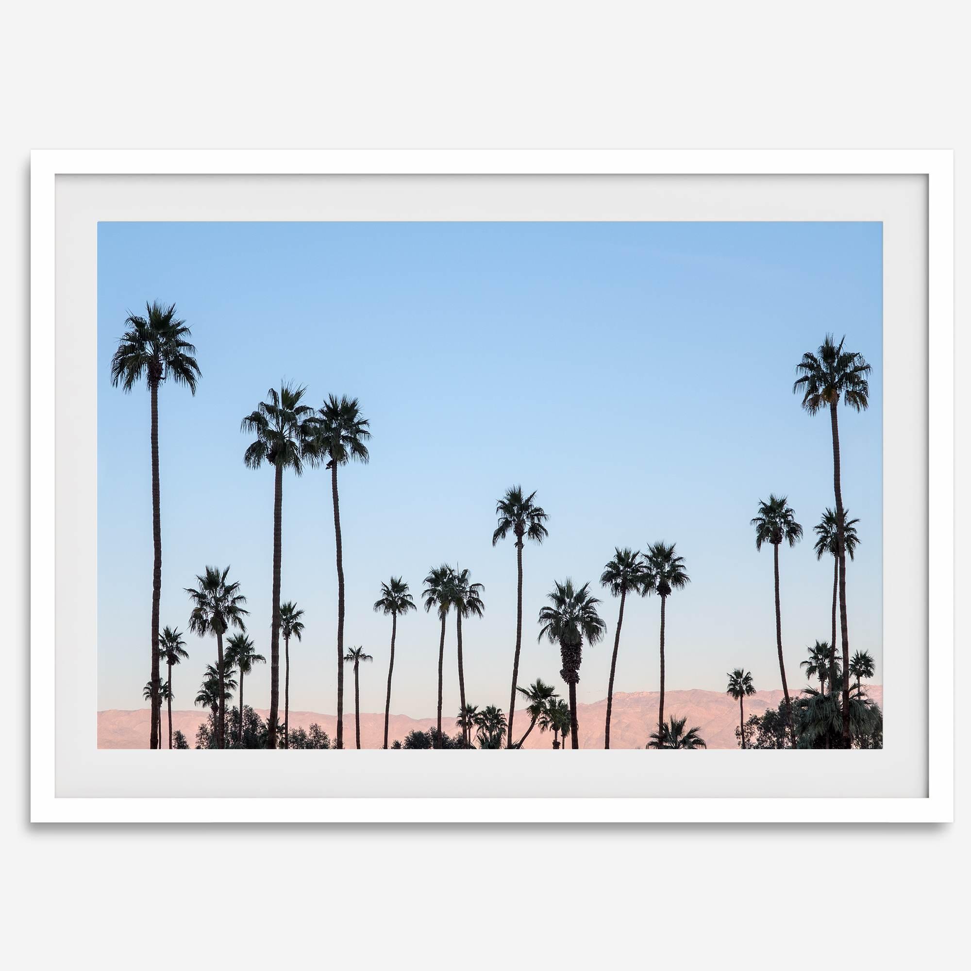 Silhouetted palm trees in Palm Springs under a clear blue sky with pink desert mountains in background