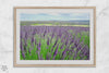 Lavender field in Washington State with vibrant purple blooms under a clear blue sky, featured as wall art.