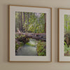 Redwood Forest Prints Set showing scenes from California’s redwoods, with creek, ferns, and forest trail.