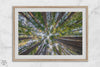 Redwood forest wall art print showing the perspective looking up at treetops in a dense redwood forest.