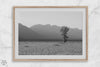 Lone tree in a peaceful field with Grand Teton mountains in the distance, black and white landscape art.