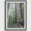 Redwood Forest Trail Fine Art Print -  Large Framed or Unframed California Forest Fine Art Photography. Northwest Redwood Trees Home Decor