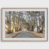 Cypress Tree Tunnel Fine Art Photography Print - Coastal Forest Wall Art, Framed or Unframed California  Coast Nature Poster for Home Decor
