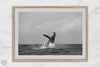 Humpback Whale Fine Art Photography Print - Ocean Wildlife Wall Art, Framed or Unframed Black & White Whale Poster for Home or Office Decor