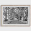 Cypress Tree Tunnel Fine Art Photography Print - Framed or Unframed California Black and White Coastal Forest Wall Art for Home Decor