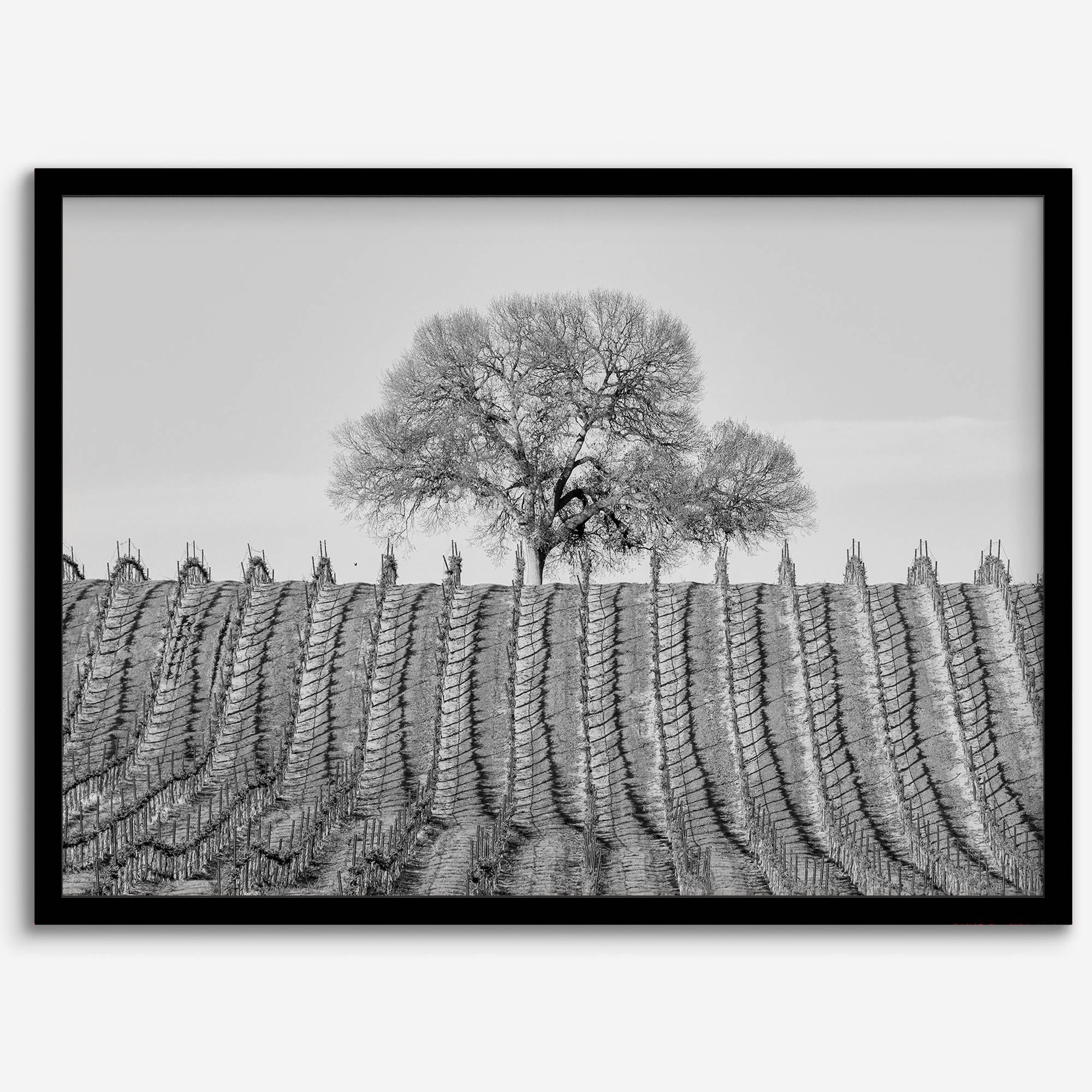 Fine art black and white vineyard photography print Napa Valley minimalist wine country wall decor.