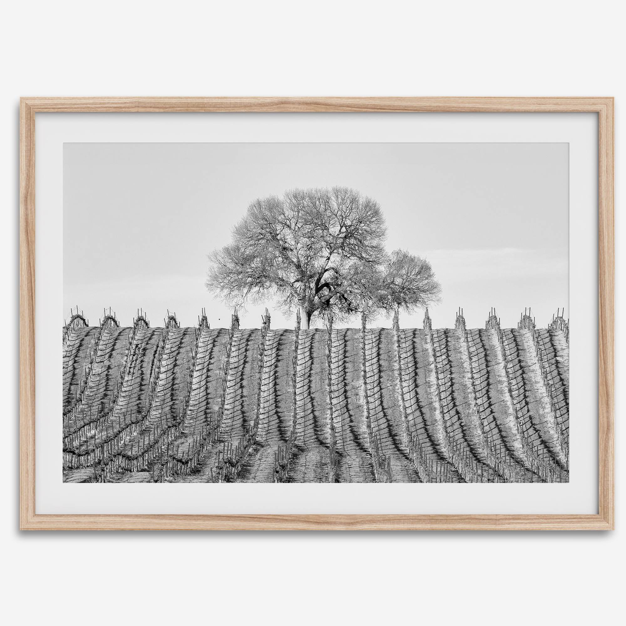 Fine art black and white vineyard photography print Napa Valley minimalist wine country wall decor.