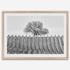 Fine art black and white vineyard photography print Napa Valley minimalist wine country wall decor.
