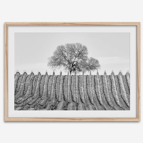 Fine art black and white vineyard photography print Napa Valley minimalist wine country wall decor.