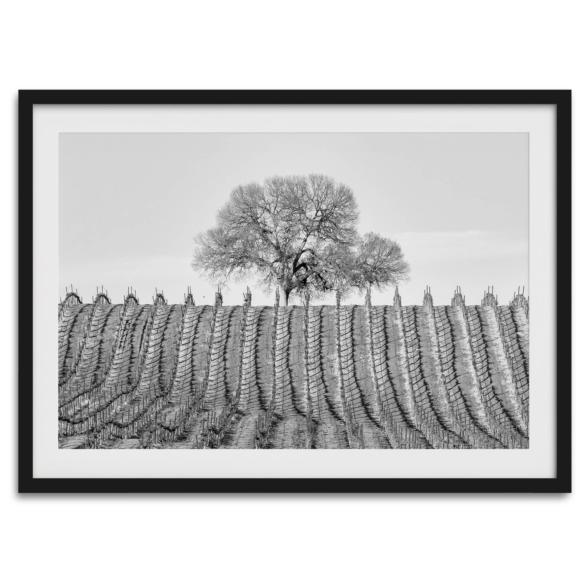 Fine art black and white vineyard photography print Napa Valley minimalist wine country wall decor.