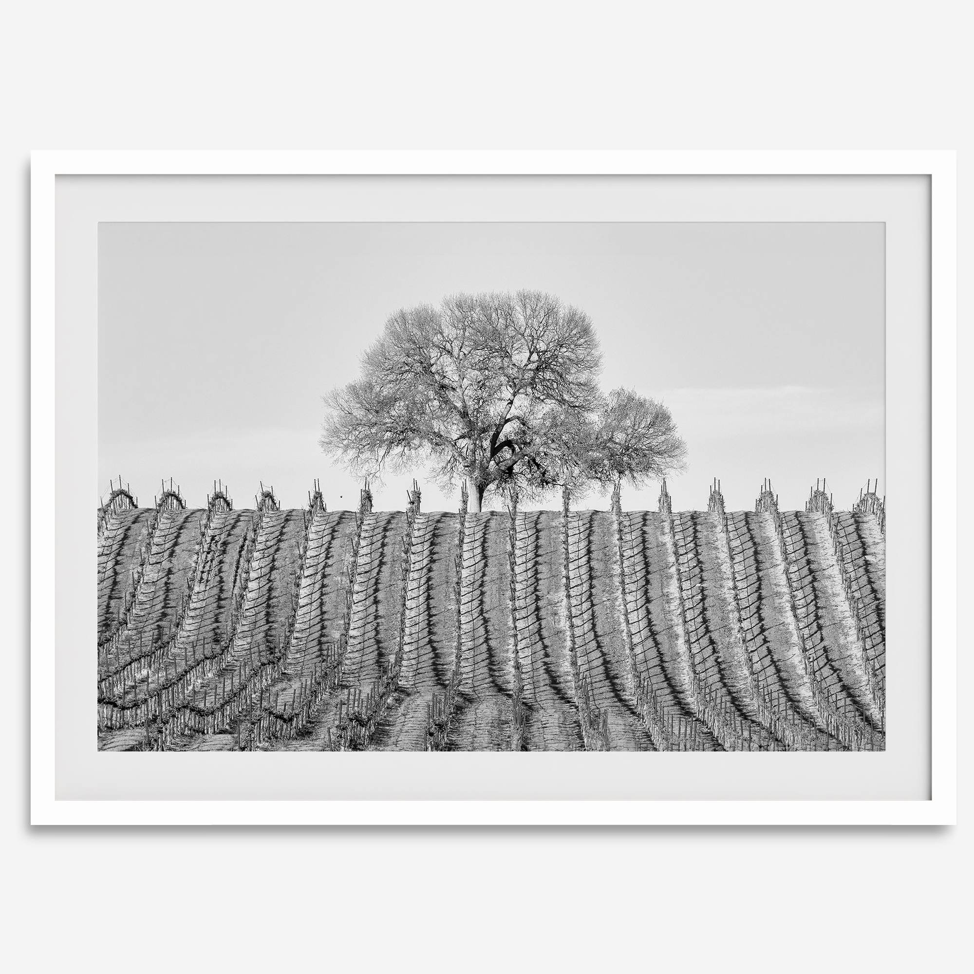 Fine art black and white vineyard photography print Napa Valley minimalist wine country wall decor.