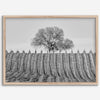 Fine art black and white vineyard photography print Napa Valley minimalist wine country wall decor.