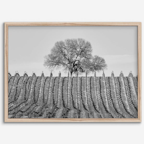 Fine art black and white vineyard photography print Napa Valley minimalist wine country wall decor.
