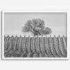 Fine art black and white vineyard photography print Napa Valley minimalist wine country wall decor.