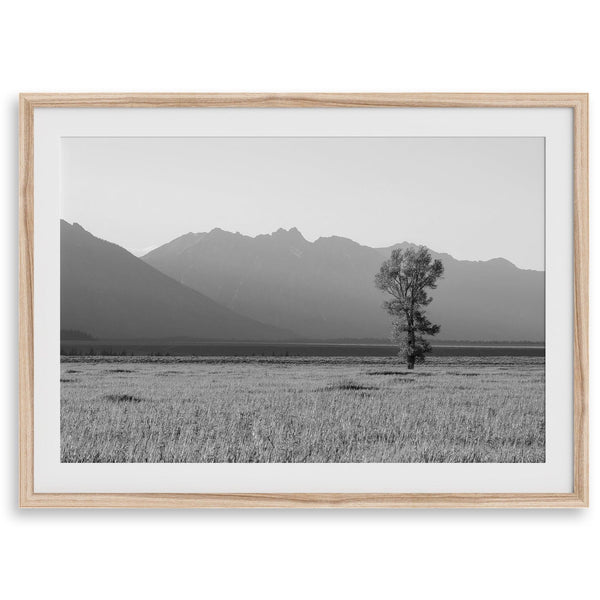 Lone tree in a peaceful field with Grand Teton mountains in the distance, black and white landscape art.