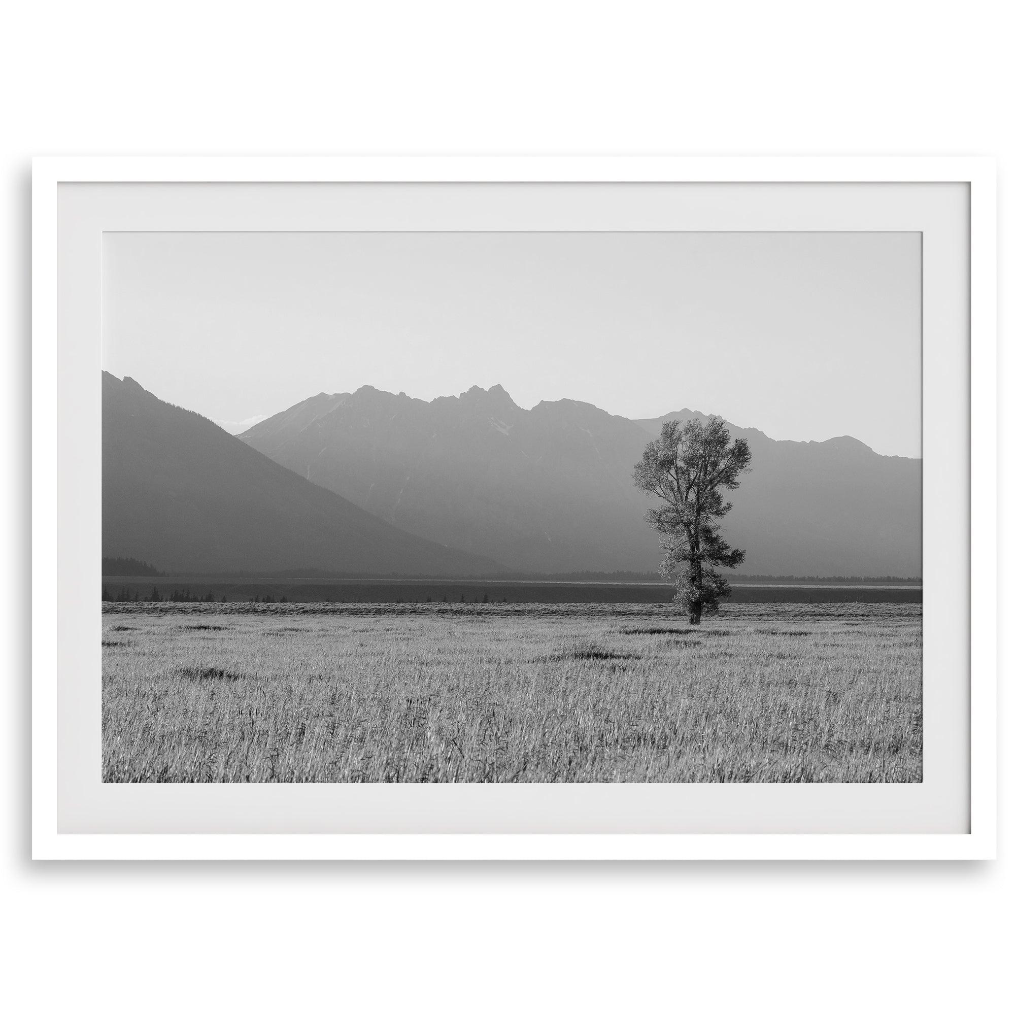 Lone tree in a peaceful field with Grand Teton mountains in the distance, black and white landscape art.