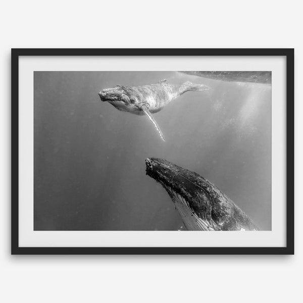 Fine art whale wall art featuring humpback whale mother and calf underwater