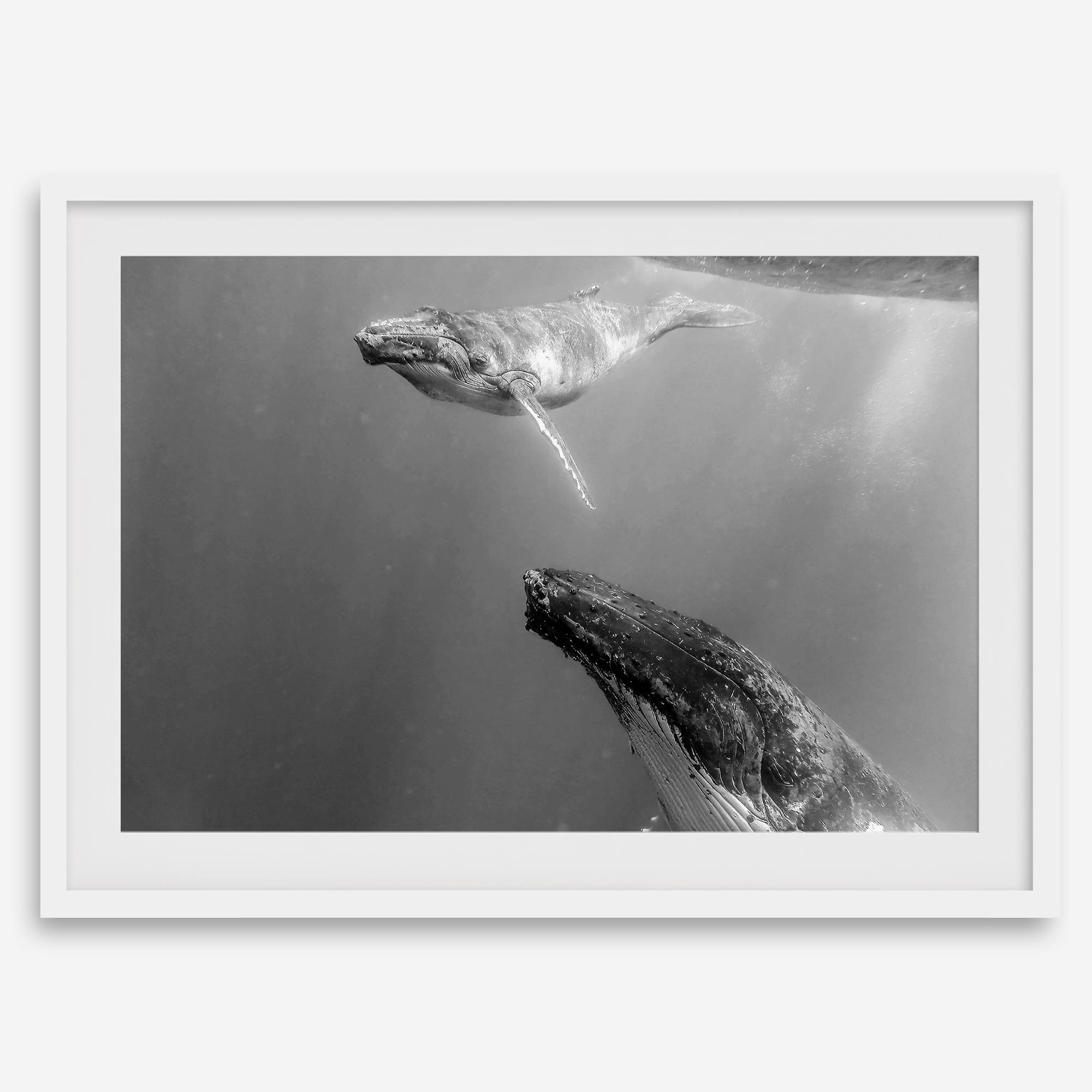 Fine art whale wall art featuring humpback whale mother and calf underwater