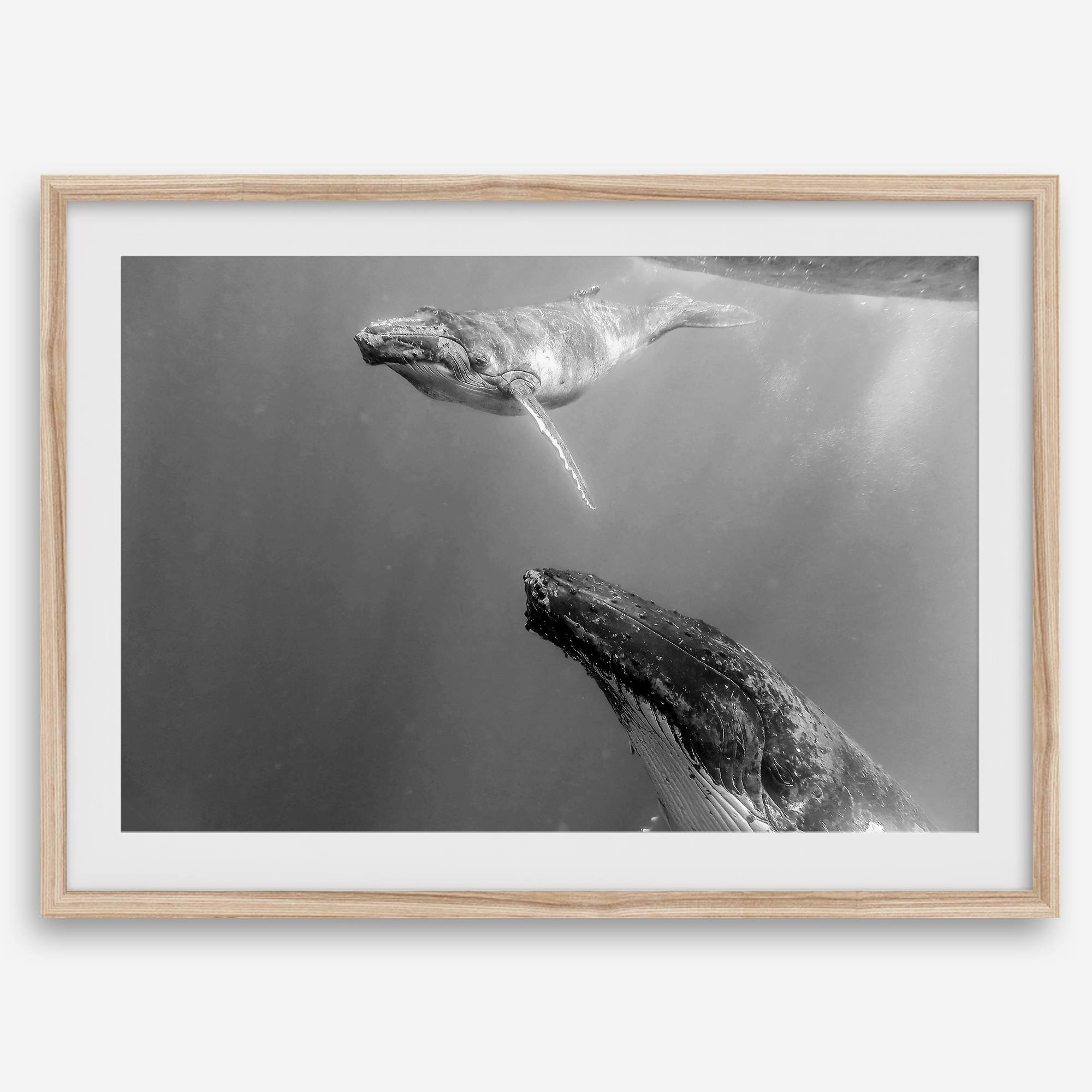 Fine art whale wall art featuring humpback whale mother and calf underwater