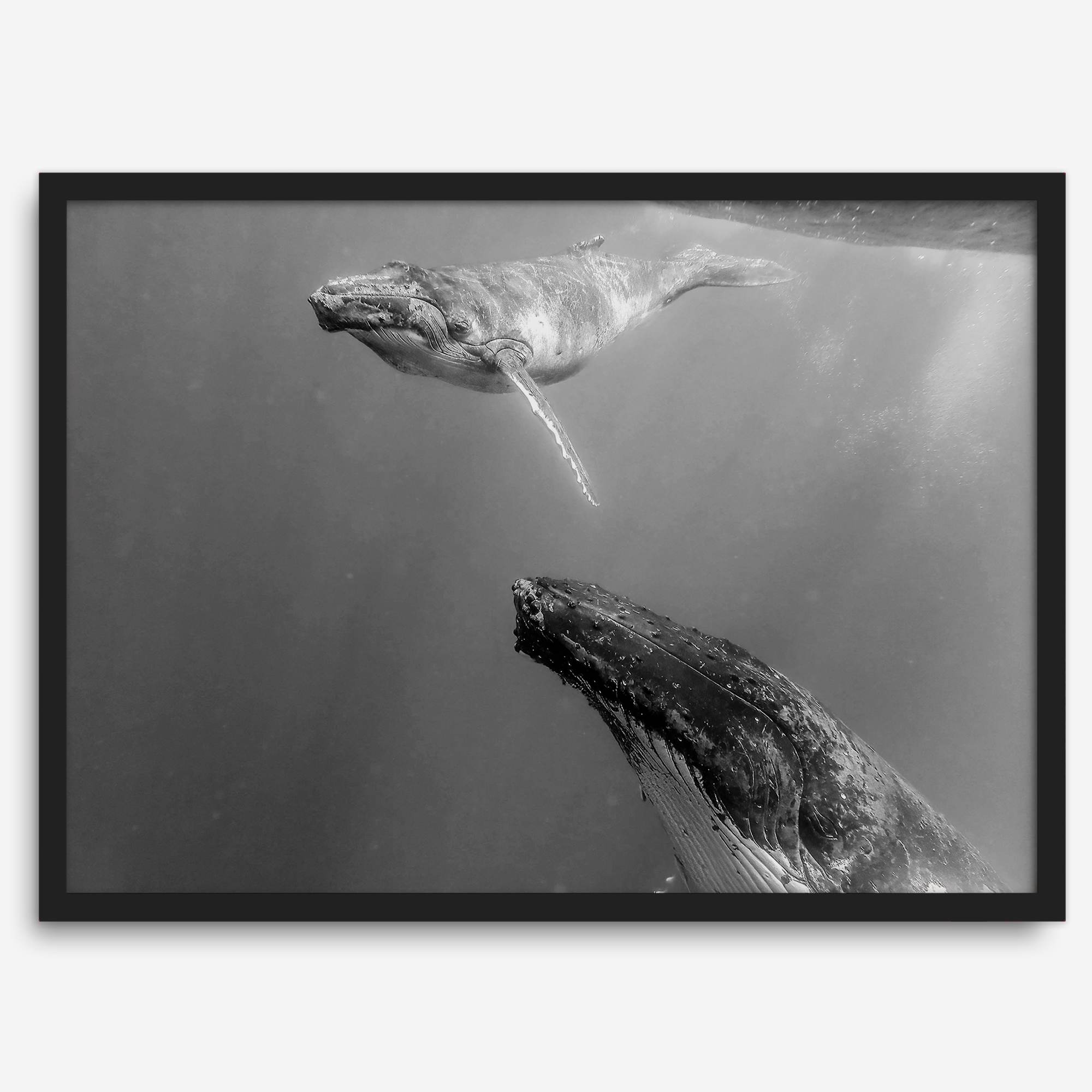 Fine art whale wall art featuring humpback whale mother and calf underwater