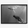Fine art whale wall art featuring humpback whale mother and calf underwater