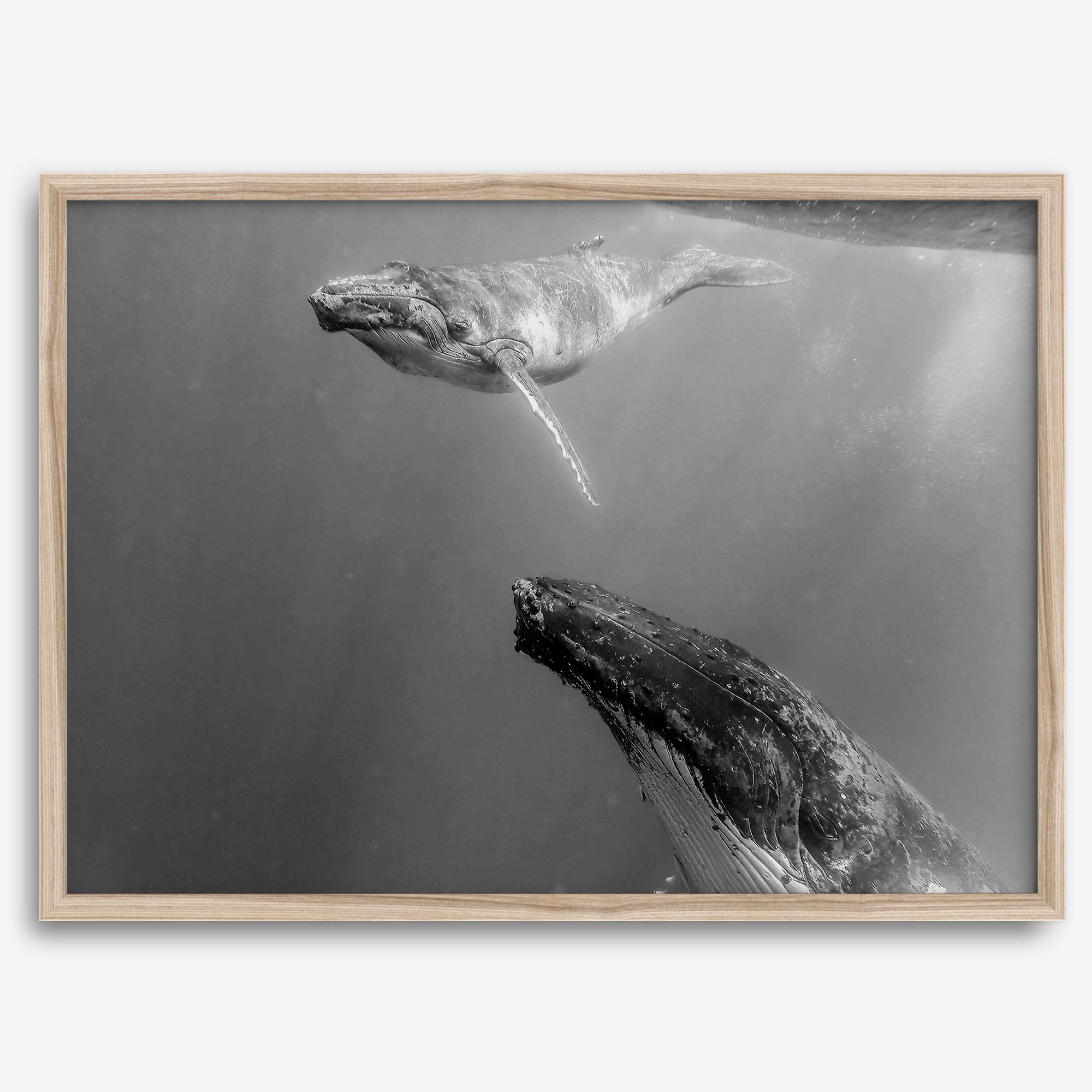 Fine art whale wall art featuring humpback whale mother and calf underwater