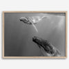 Fine art whale wall art featuring humpback whale mother and calf underwater