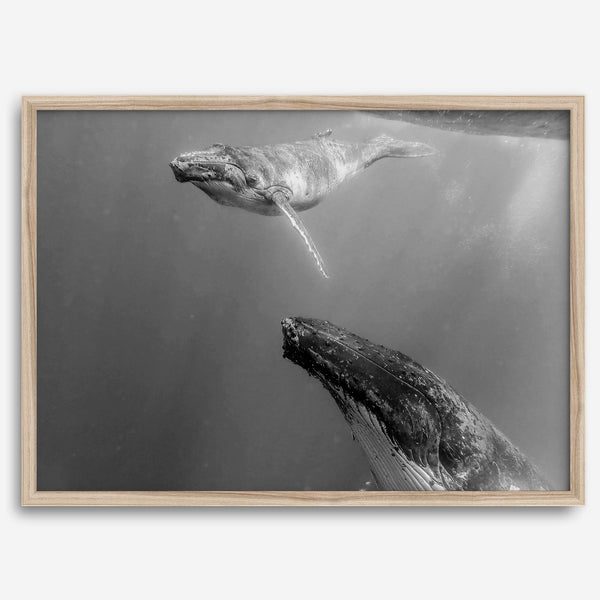 Fine art whale wall art featuring humpback whale mother and calf underwater