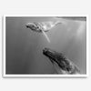 Fine art whale wall art featuring humpback whale mother and calf underwater