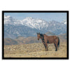 Wild horse standing in a desert landscape with Sierra Nevada mountains in the background, under a clear sky.