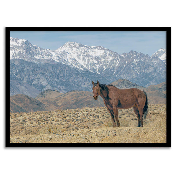 Wild horse standing in a desert landscape with Sierra Nevada mountains in the background, under a clear sky.