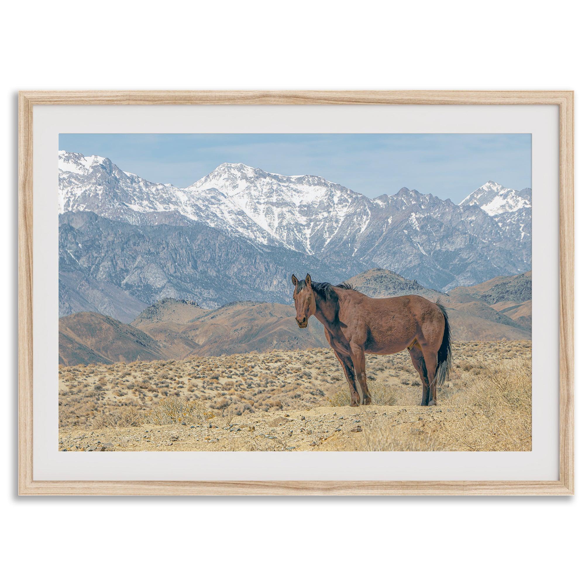 Wild horse standing in a desert landscape with Sierra Nevada mountains in the background, under a clear sky.
