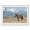 Wild horse standing in a desert landscape with Sierra Nevada mountains in the background, under a clear sky.