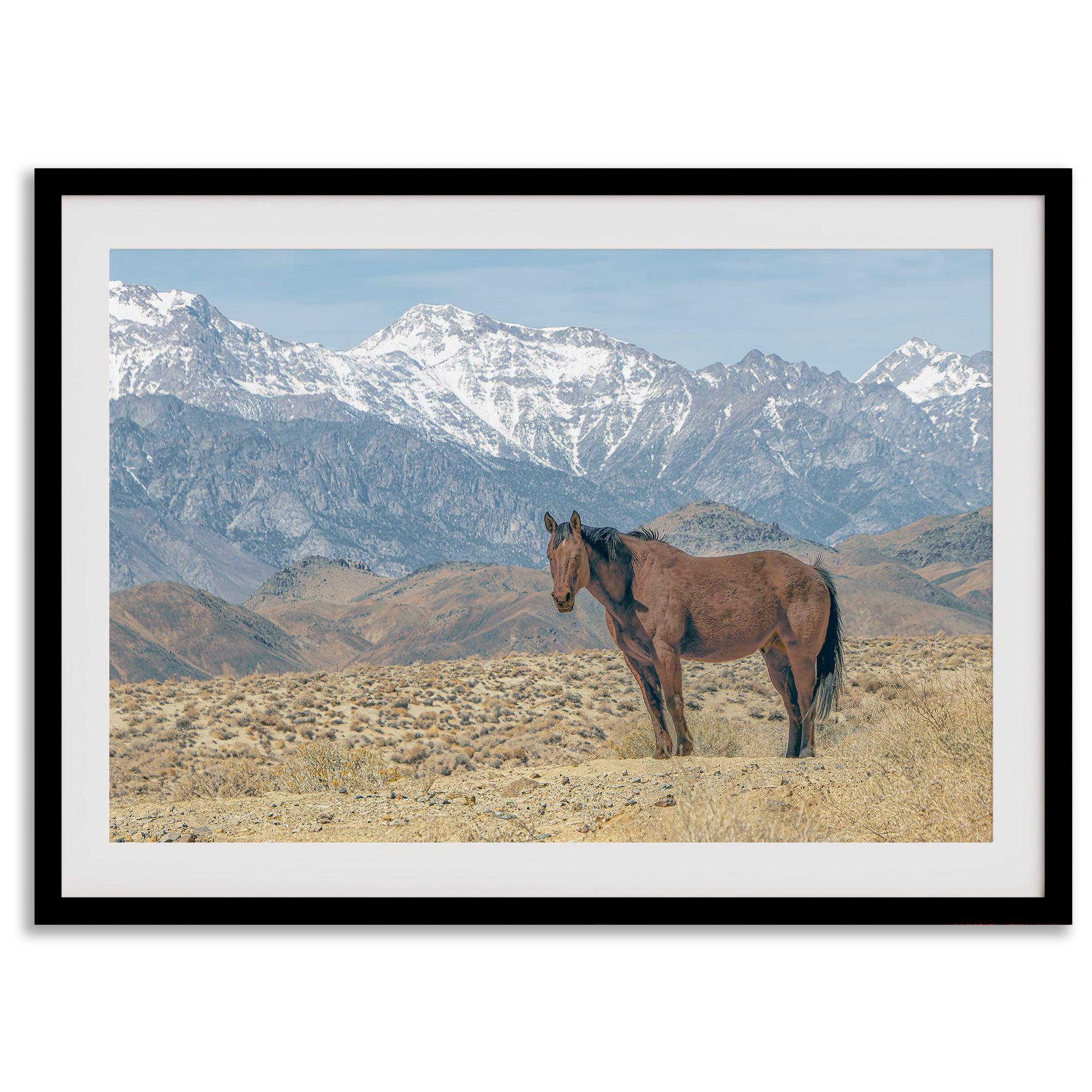 Wild horse standing in a desert landscape with Sierra Nevada mountains in the background, under a clear sky.