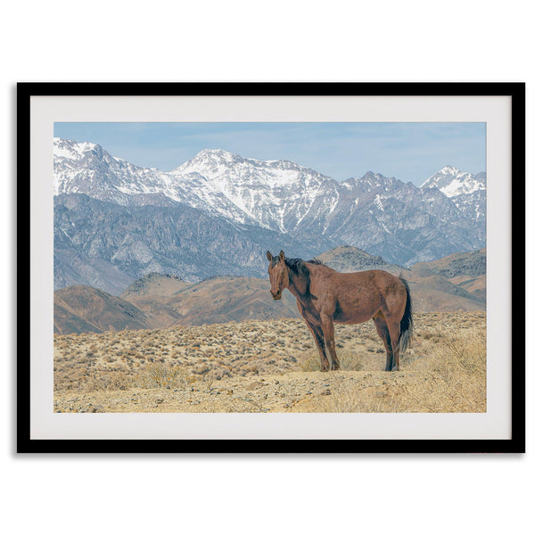 Wild horse standing in a desert landscape with Sierra Nevada mountains in the background, under a clear sky.