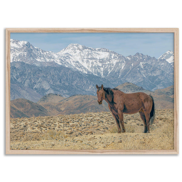 Wild horse standing in a desert landscape with Sierra Nevada mountains in the background, under a clear sky.