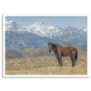 Wild horse standing in a desert landscape with Sierra Nevada mountains in the background, under a clear sky.