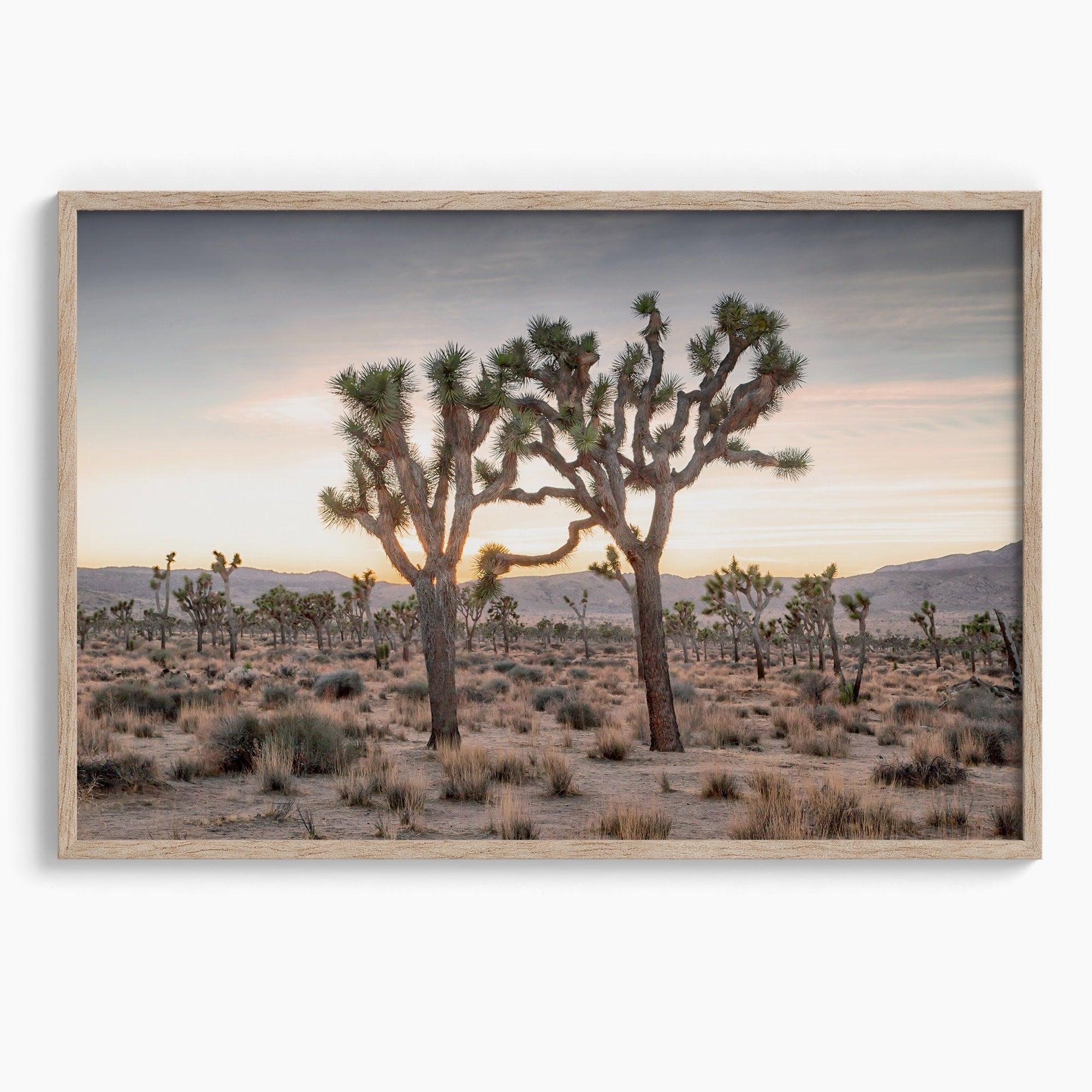 A framed fine art photography print from Joshua Tree National Park of two Joshua Trees in the Sunset. The trees appear to be holding hands. This California desert landscape wall art shows the famous Joshua Trees and desert plants in the Sunset.