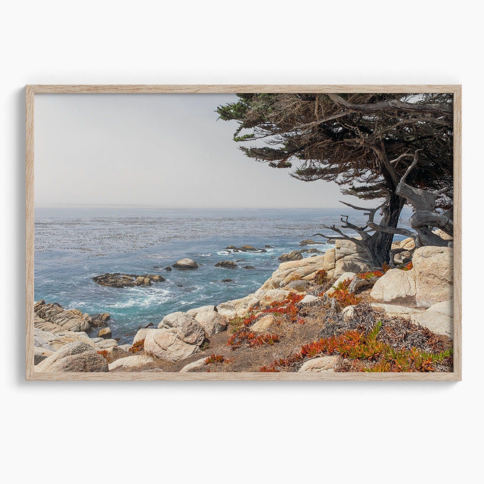 This stunning piece of art captures the beauty and drama of California's rugged coastline. This large framed or unframed ocean wall art showcases a large coastal tree overlooking the ocean near Monterey on Route 1.