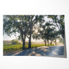 Step into California Wine Country with our fine art print of a winding road through the vineyards of the Russian River in Sonoma Valley. The rays of the setting sun are visible behind the trees, spreading warmth across THE vineyards.