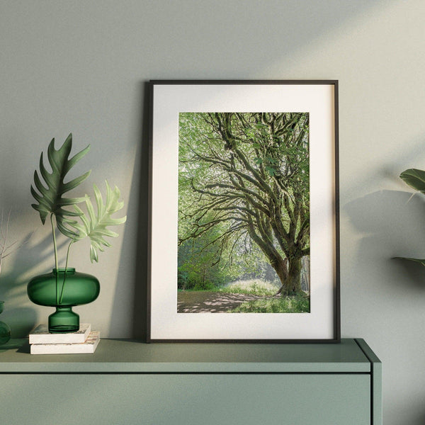 A fine art forest photography print of a magical tree in Hall of Mosses, Olympic National Park, Washington.