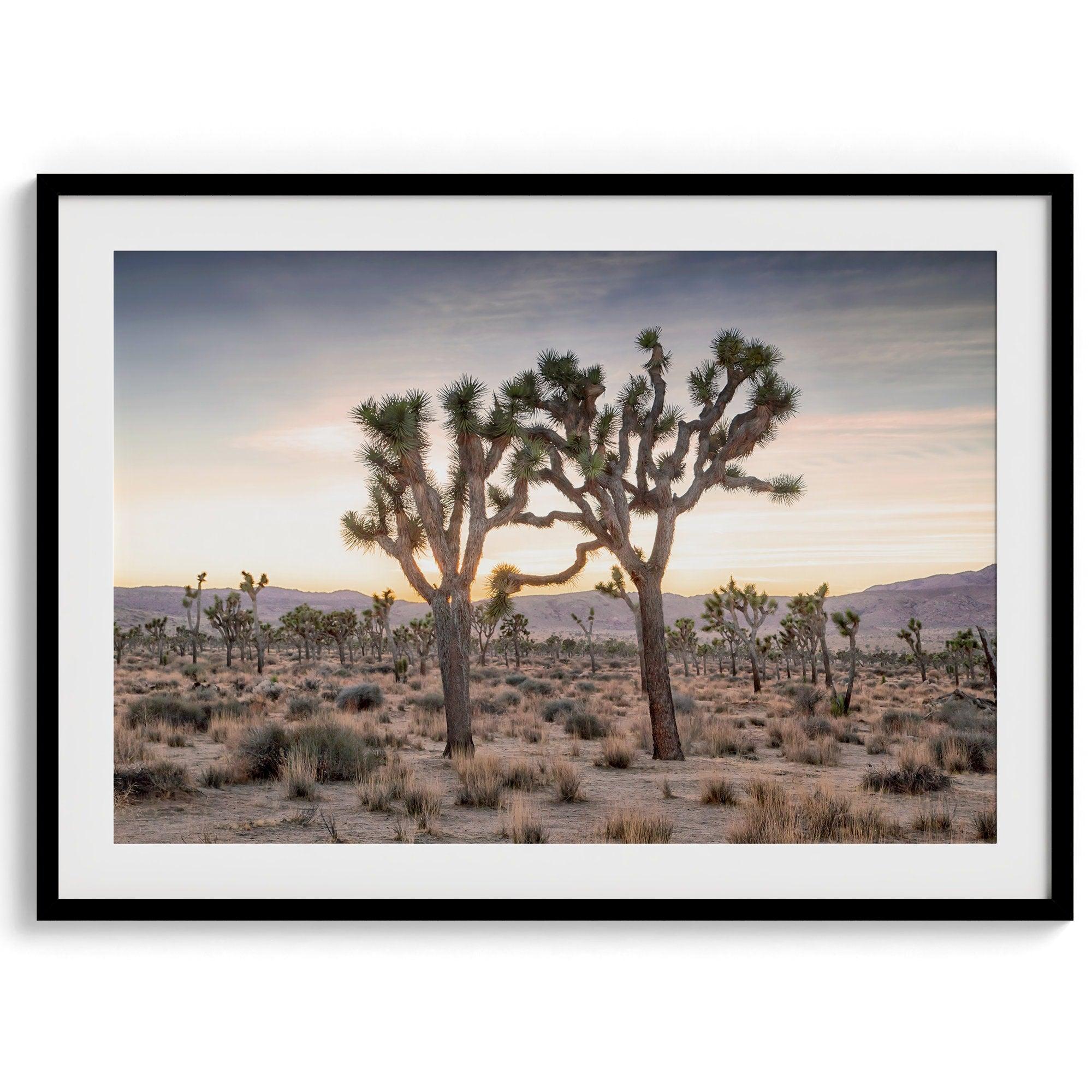 A framed fine art photography print from Joshua Tree National Park of two Joshua Trees in the Sunset. The trees appear to be holding hands. This California desert landscape wall art shows the famous Joshua Trees and desert plants in the Sunset.