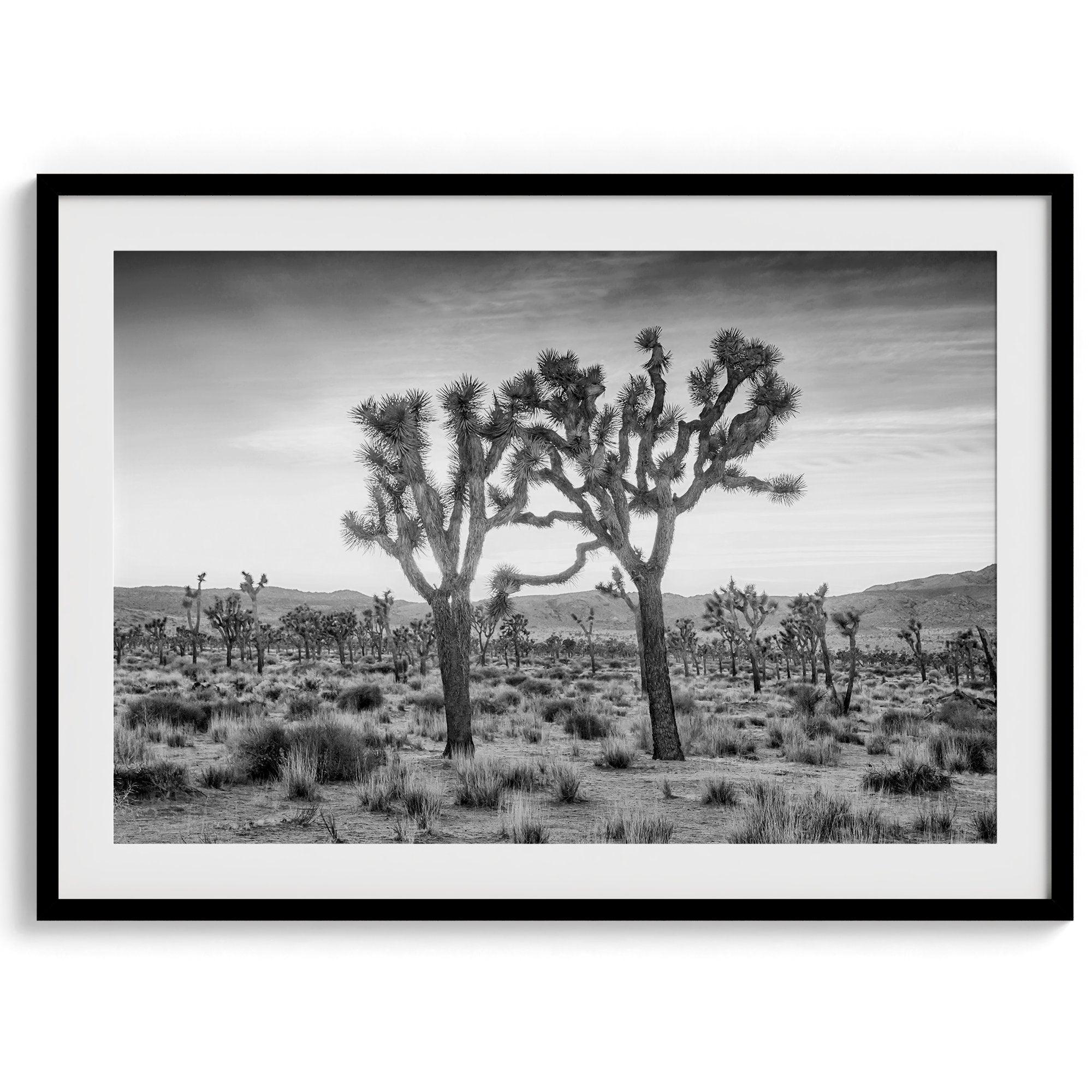 A fine art black and white framed or unframed photography print showcasing two Joshua trees seemingly holding hands in the sunset. This desert wall art will be a great addition to your home or office decor.