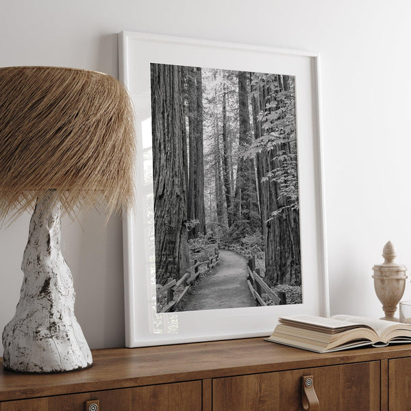 A fine art black and white photograph showcasing a pathway winding through a grove of immense redwood trees in Muir Woods, California. The towering trunks and lush canopy create a serene and magical atmosphere in this forest wall art.